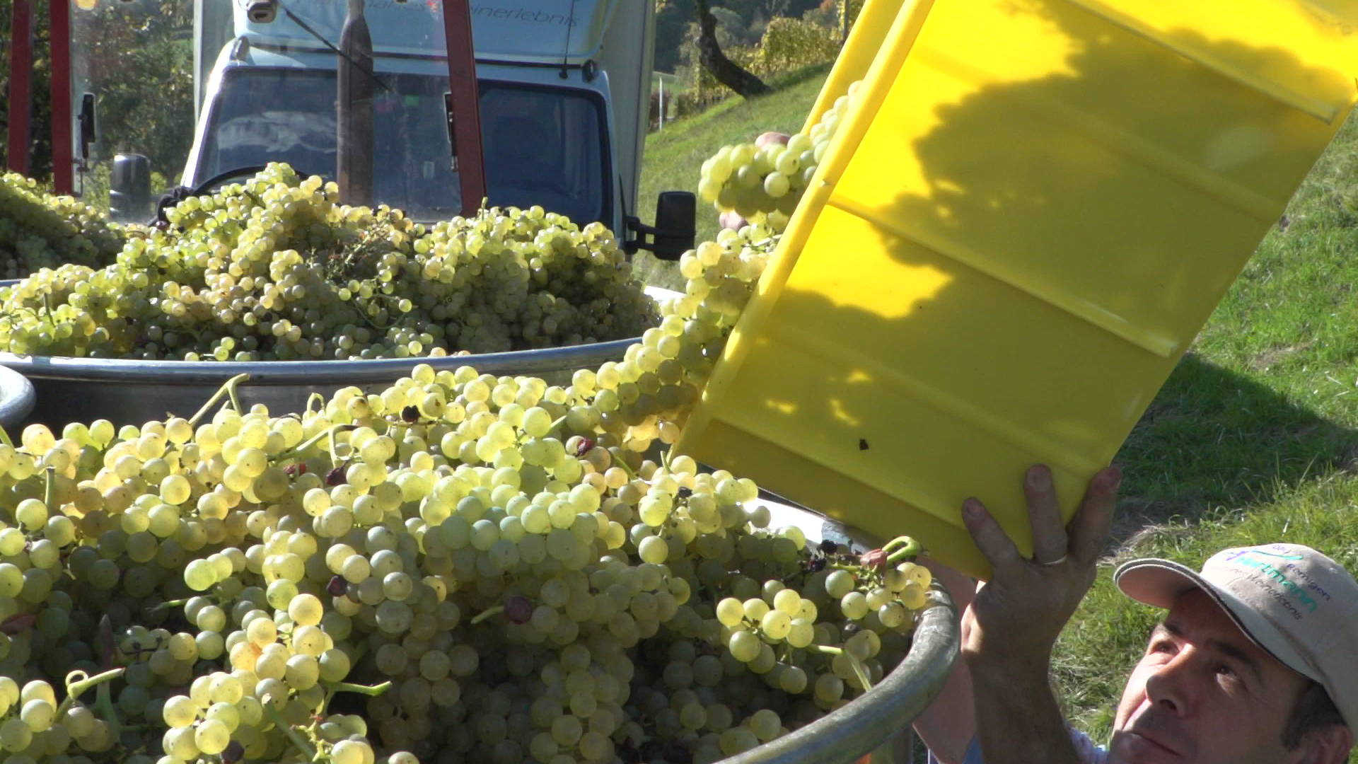 Weingut Hartmann Ernte.jpg